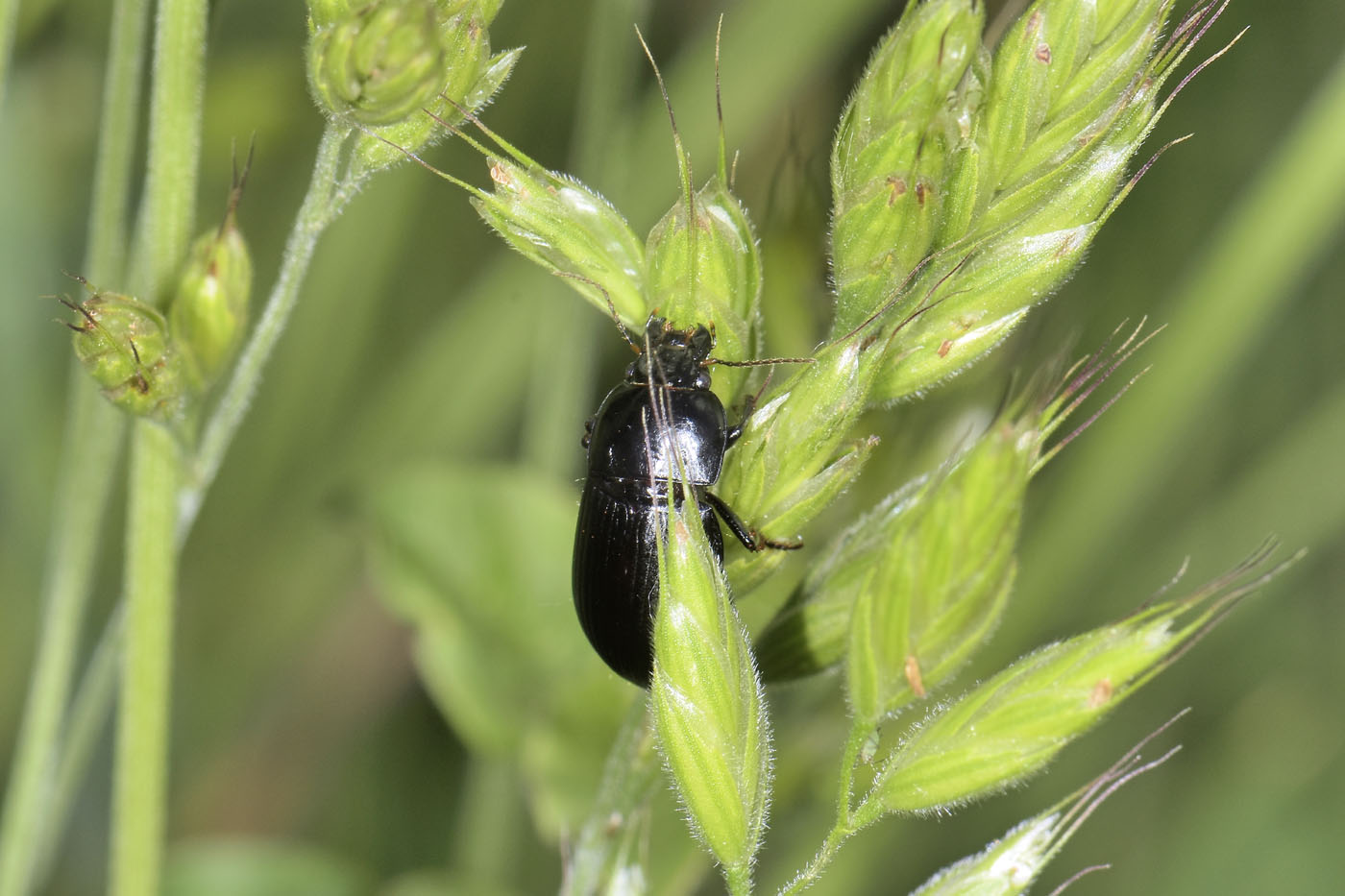 Carabidae: Harpalus sp? S, Harpalus serripes